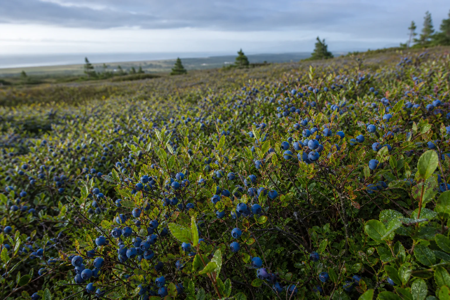 Ripe wild lowbush blueberries in an Atlantic Canadian field